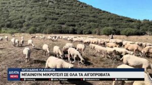 vlcsnap 2025 11 01 10h58m01s085