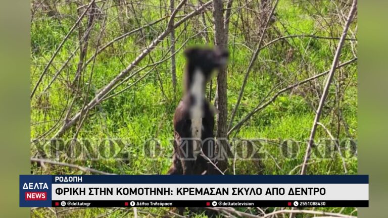 vlcsnap 2026 03 06 10h36m04s352