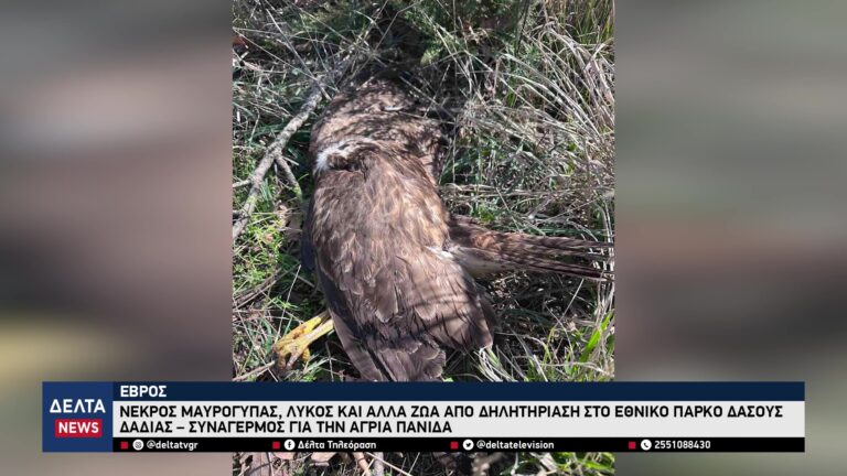 vlcsnap 2026 03 16 11h06m48s437