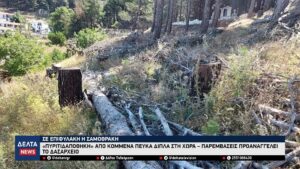Σαμοθράκη «Πυριτιδαποθήκη» από κομμένα πεύκα δίπλα στη Χώρα – Παρεμβάσεις προαναγγέλει το Δασαρχείο 0 21 screenshot