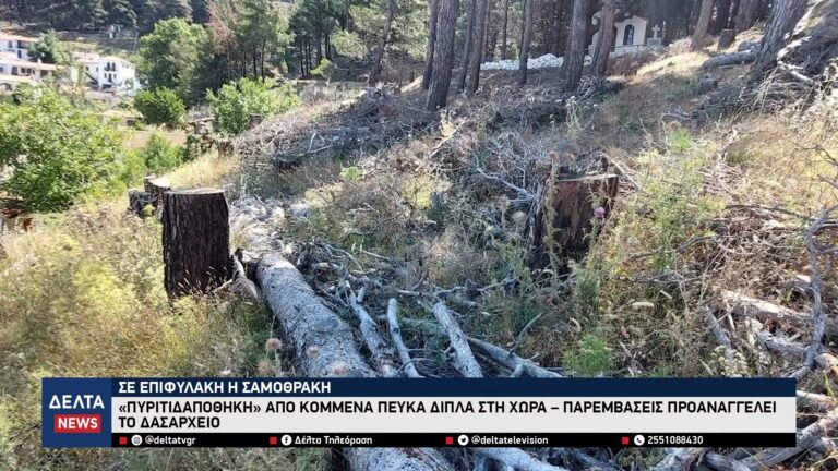 Σαμοθράκη «Πυριτιδαποθήκη» από κομμένα πεύκα δίπλα στη Χώρα – Παρεμβάσεις προαναγγέλει το Δασαρχείο 0 21 screenshot
