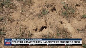 «Κραυγή» αγωνίας από τους παραγωγούς – Τρωκτικά καταστρέφουν καλλιέργειες στο Νότιο Έβρο 3 2 screenshot